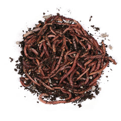 Angelwürmer - Dendrobena – Angelwurm & Komposthelfer - frisch & robust