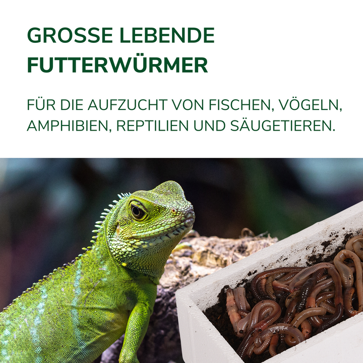 Futterwürmer - Groß