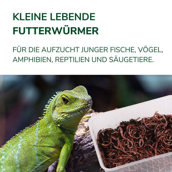 Futterwürmer - Klein