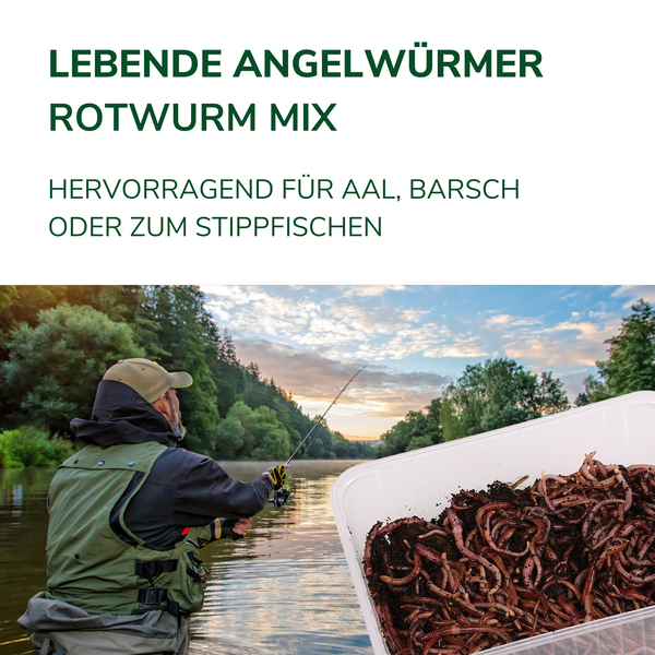 Angelwürmer - Rotwurm-Mix
