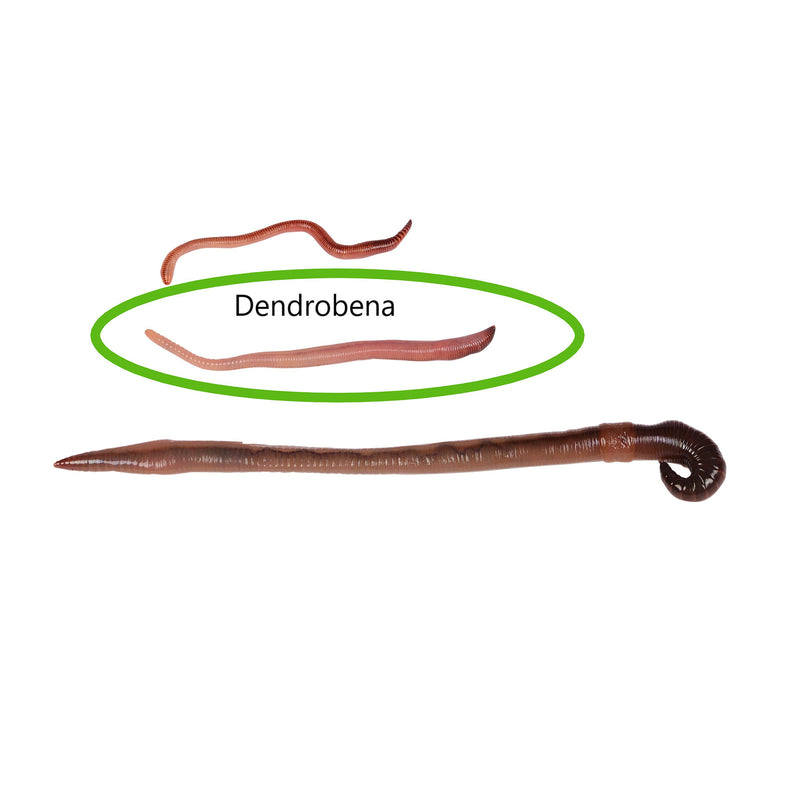 Angelwürmer Dendrobena Set Natursache