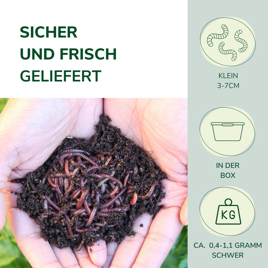 würmer aufbewahren Futterwürmer Klein 3-7cm | Zoo-Qualität | Reptilien Vögel Fische