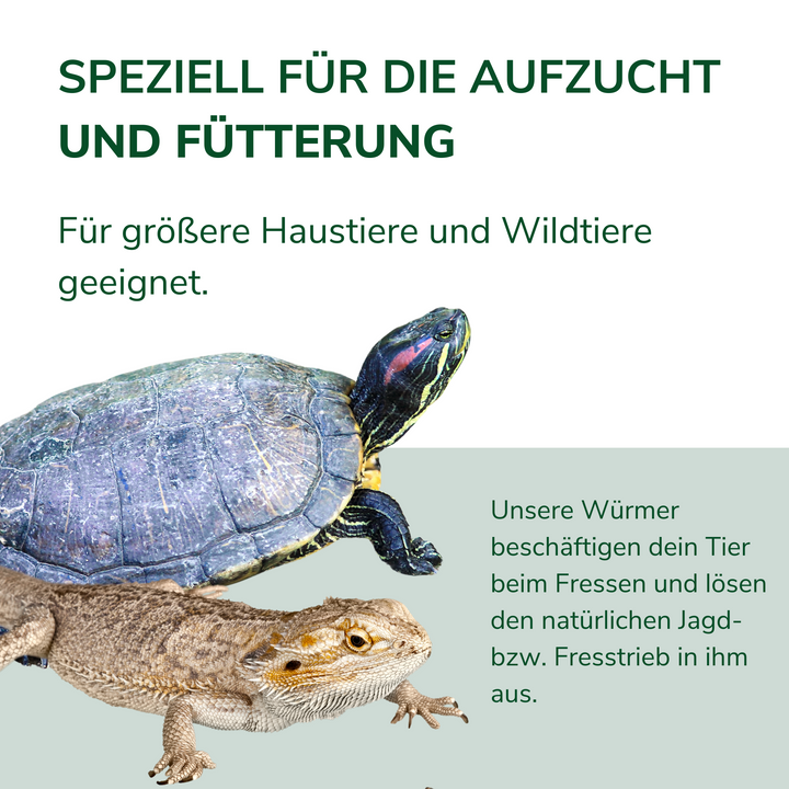 Futterwürmer - Groß