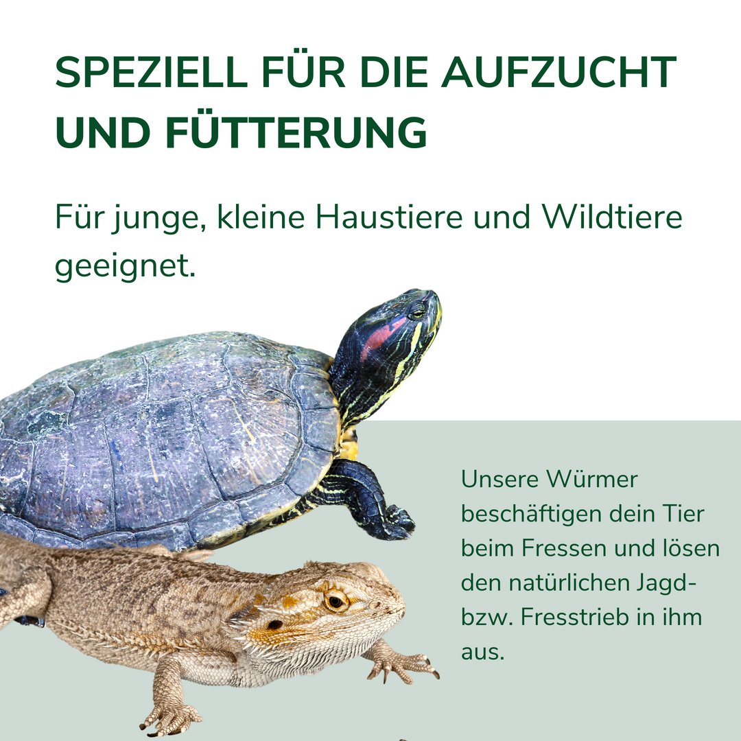 Futterwürmer - Klein