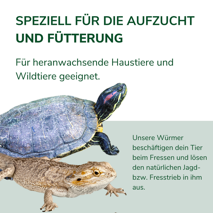 Futterwürmer - Mittelgroß