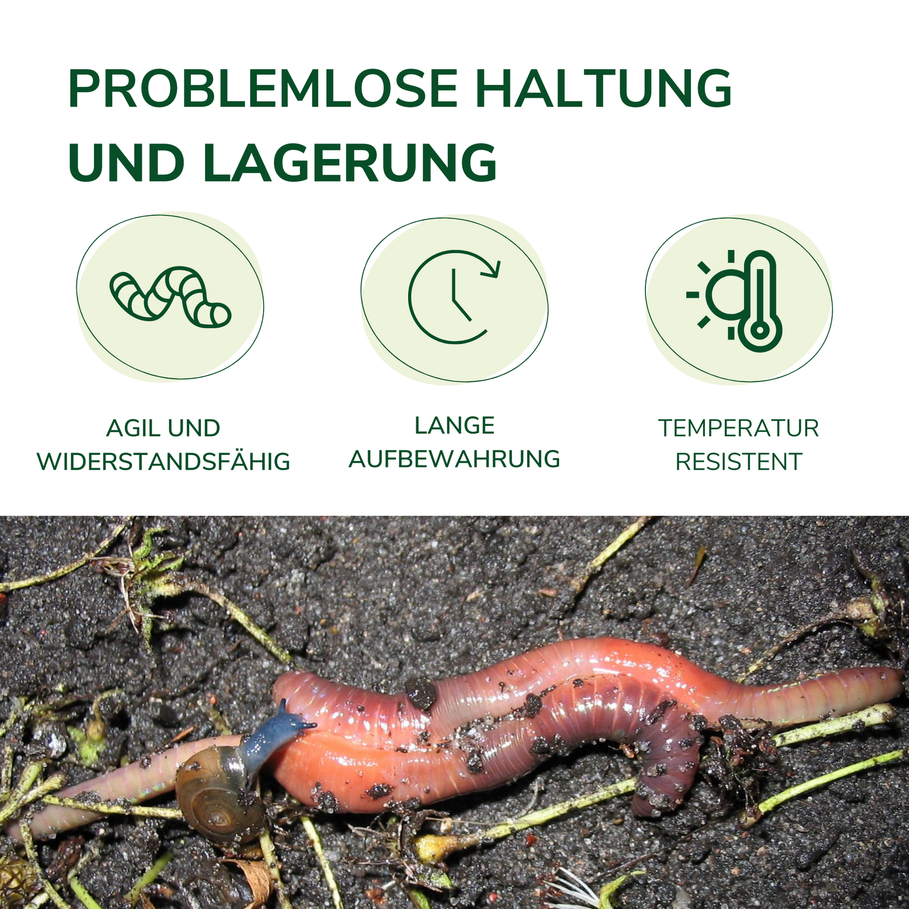 regenwürmer aufbewahren Futterwürmer Groß 14-18cm | Zoo-Qualität | Reptilien Fische Axolotl Igel