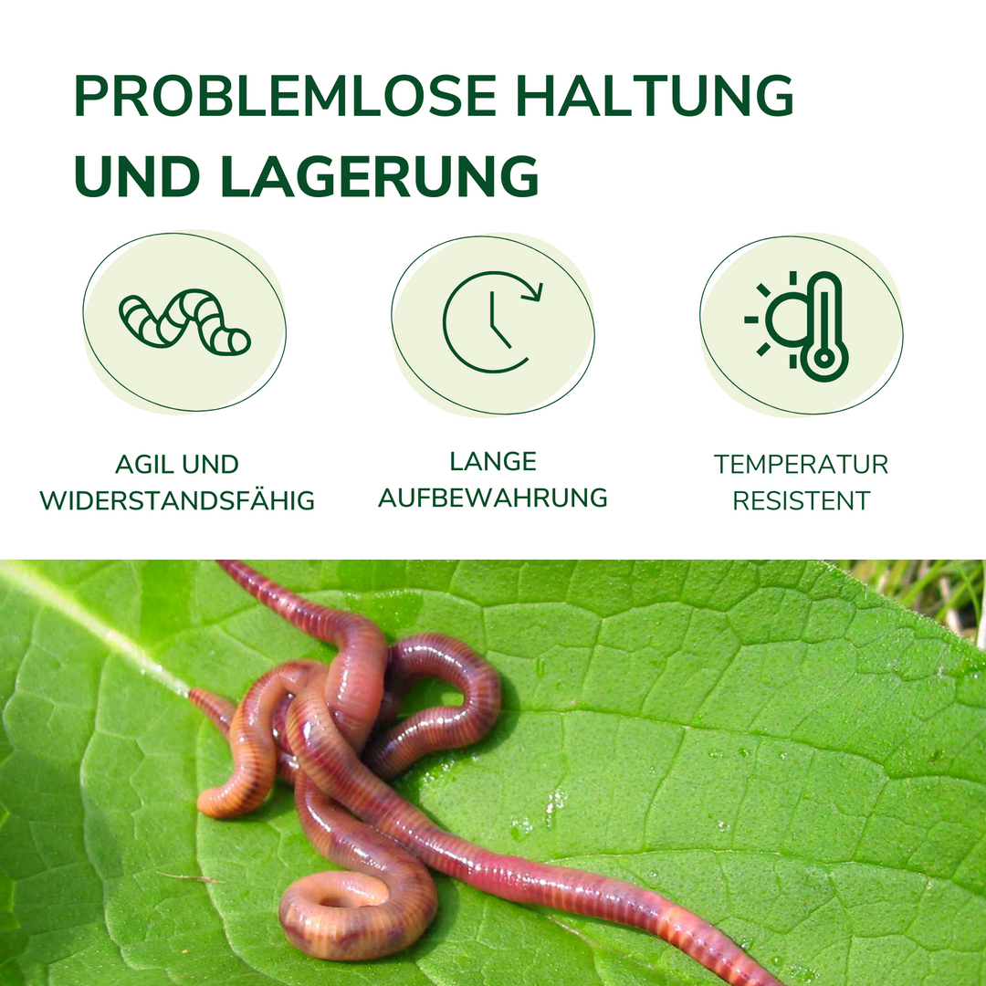 Angelwürmer Rotwurm-Mix – Für kapitale Fänge – Natursache