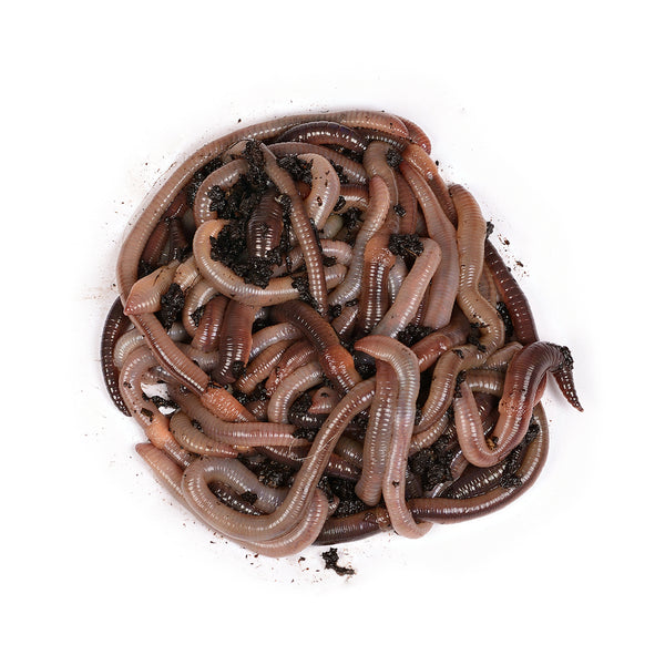 Angelwürmer - Kanadische Tauwürmer