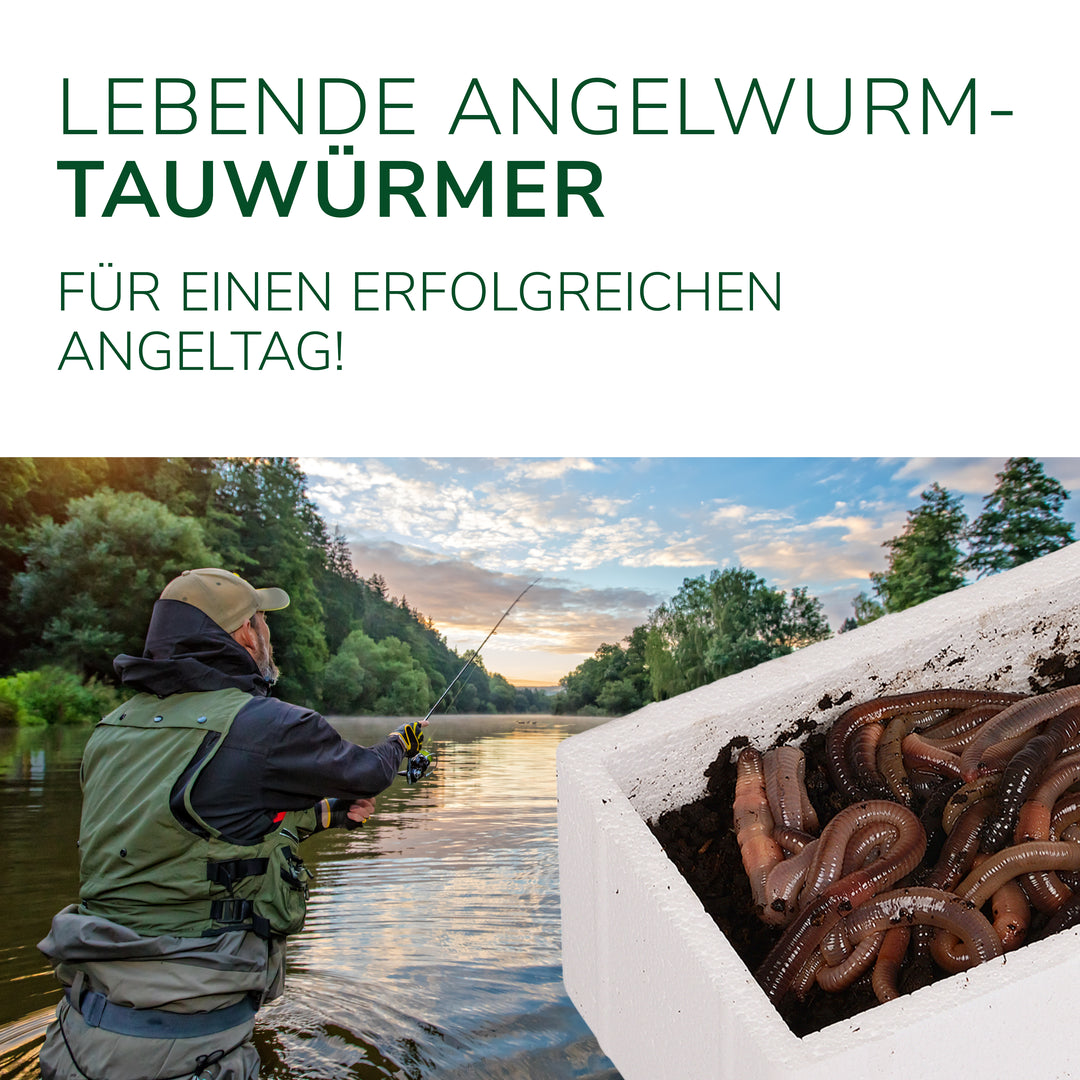 Angelwürmer - Kanadische Tauwürmer