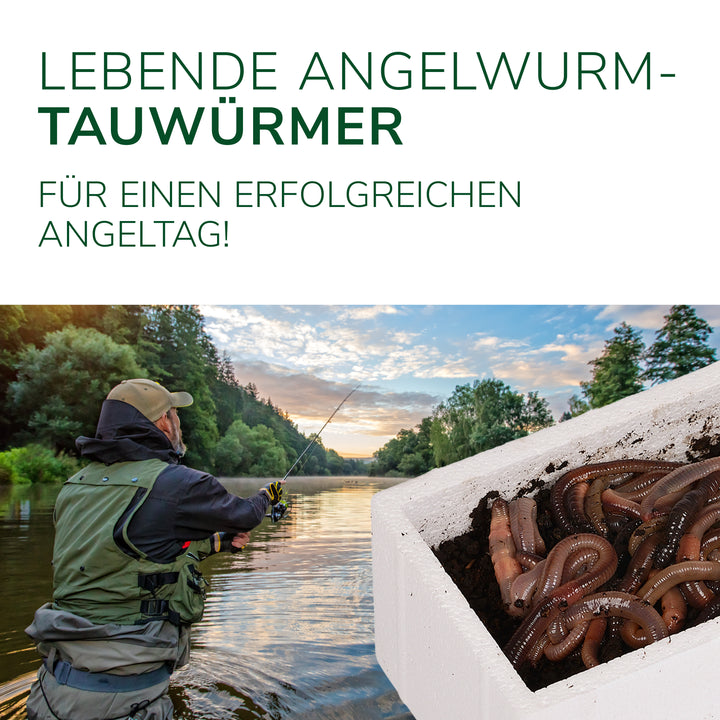 Angelwürmer - Kanadische Tauwürmer