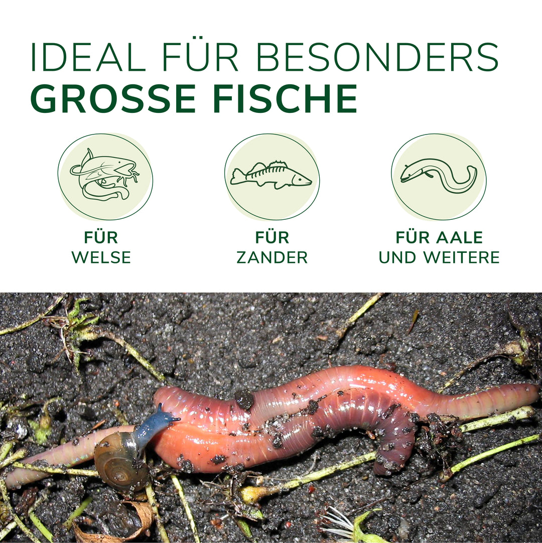 tauwürmer aufbewahren Kanadische Tauwürmer kaufen | Kapitale Großfische