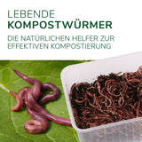 kompost würmer